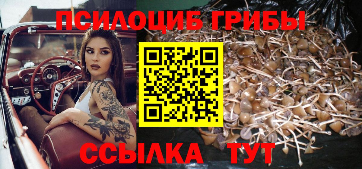 Псилоцибиновые грибы Psilocybe Абакан